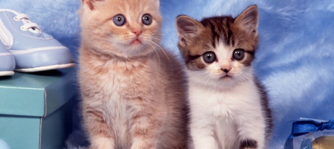 熊本地震でのペットの同行避難、不安時のペットへのマッサージ等のリンク&一斉ヒーリングのご案内。