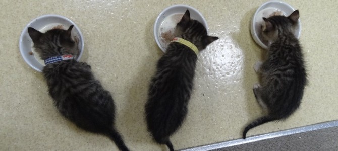 保護ネコ日記♪