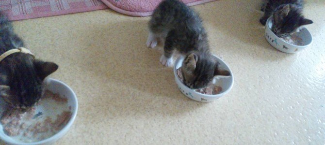 保護ネコ日記♪