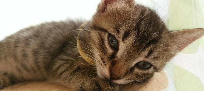 保護ネコ日記♪