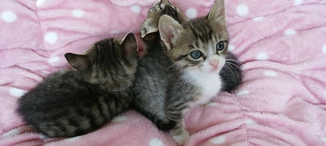 保護ネコ日記♪