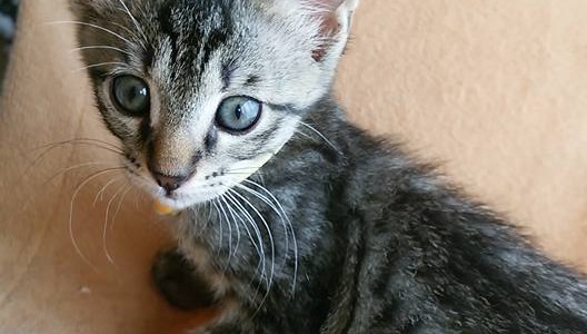 保護ネコ日記♪