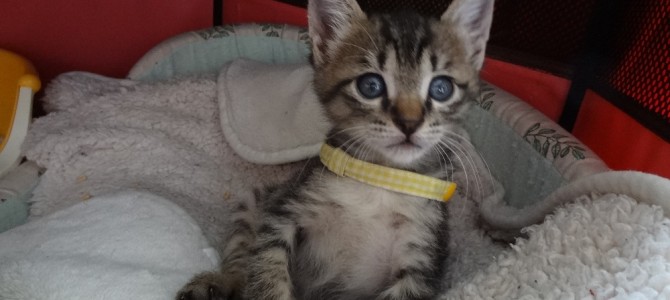 保護ネコ日記♪