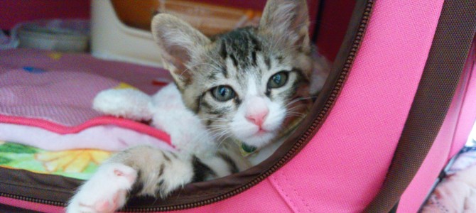 保護ネコ日記♪（オレちゃん入院しました(T_T)）