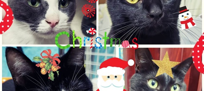 ２０１９年最後の水曜日のつぶやき(*^-^*)だよ～ん♪Merry Christmas～！