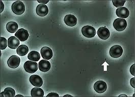 水曜日のつぶやき(*^-^*)人体の不思議～～