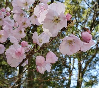 水曜日のつぶやき(*^-^*)日常のつぶやき(笑)