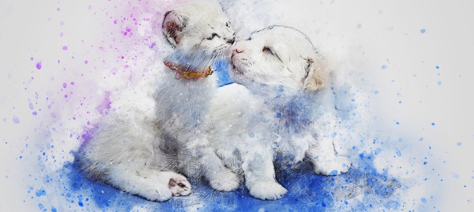 明日３０日終了。９月特別企画 アニマルコミュニケーターになって気が付いたら★１０周年過ぎてた★記念企画 アニマルフェスティバル～お得価格で受けれるよ♪