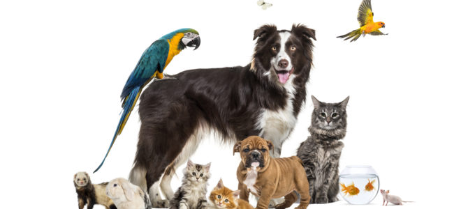 アニマルセッション～しっぽ達の光りの足跡～Springキャンペーンセッション