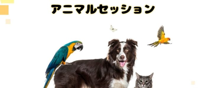 ２月２２日～猫の日特別企画～アニマルセッション～しっぽ達の光りの足跡