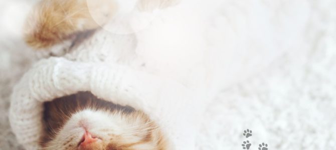 【無料】ネコの日 2.22 一斉ヒーリング 〜ゴロゴロ波動で整う 人と動物のやさしい共鳴ヒーリング〜